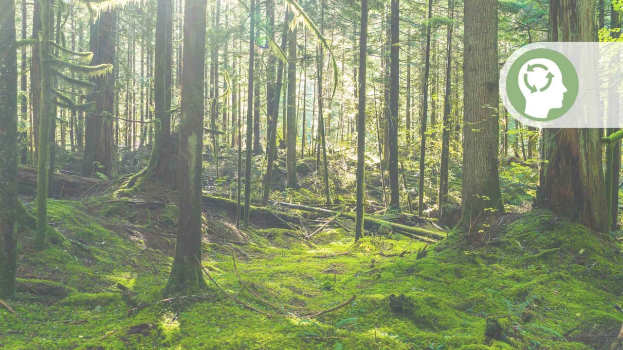 Metsä ja Vihreä ajattelutapa -tunnus